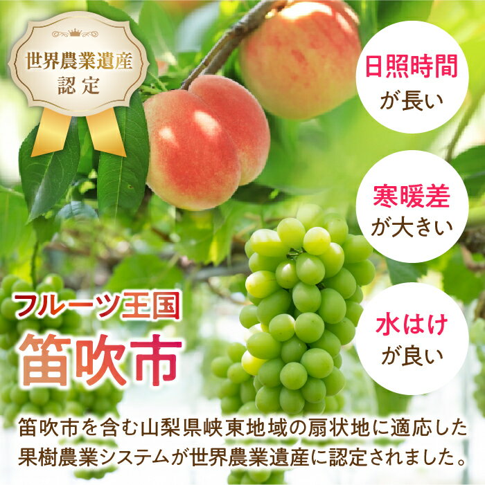 【ふるさと納税】【2026年発送★先行予約】 桃 3玉入り(約1kg) ふるさと納税 おすすめ ランキング もも 桃 笛吹市 国産 人気 期間限定 果物 フルーツ 旬 山梨県 送料無料 222-009 サムネイル3