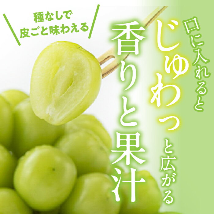 【ふるさと納税】＜25年発送＞【2026年発送★先行予約】 シャインマスカット 500g-4kg以上 選べる容量 (沖縄・離島配送不可) ぶどう 葡萄 人気 贈答 ギフト 中元 お盆 帰省 旬 果物 フルーツ 山梨 山梨県産 笛吹市 大注目 たっぷり 大容量 メガサイズ ビッグ 222-008 サムネイル3