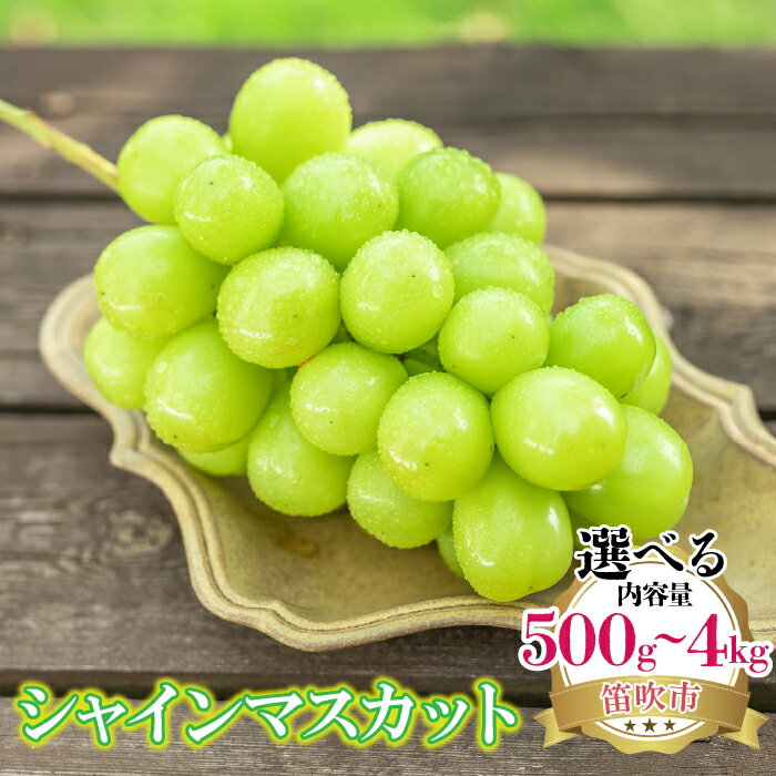 ＜25年発送＞【2026年発送★先行予約】 シャインマスカット 500g-4kg以上 選べる容量 (沖縄・離島配送不可) ぶどう 葡萄 人気 贈答 ギフト 中元 お盆 帰省 旬 果物 フルーツ 山梨 山梨県産 笛吹市 大注目 たっぷり 大容量 メガサイズ ビッグ 222-008
