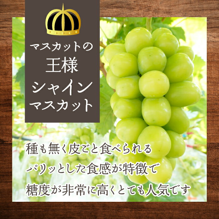【ふるさと納税】＜25年発送＞【2026年発送★先行予約】「マルエス農園」加温ハウス　シャインマスカット　2房〜3房　1.3kg以上 ふるさと納税 笛吹市 国産 人気 期間限定 旬 果物 フルーツ 山梨県 送料無料 216-003 サムネイル3