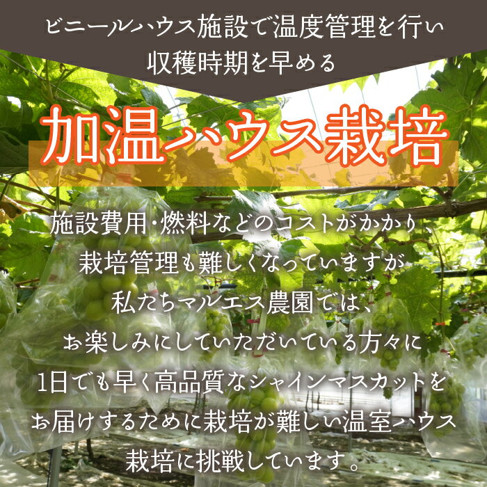 【ふるさと納税】＜25年発送＞【2026年発送★先行予約】「マルエス農園」加温ハウス　シャインマスカット　2房〜3房　1.3kg以上 ふるさと納税 笛吹市 国産 人気 期間限定 旬 果物 フルーツ 山梨県 送料無料 216-003 サムネイル2
