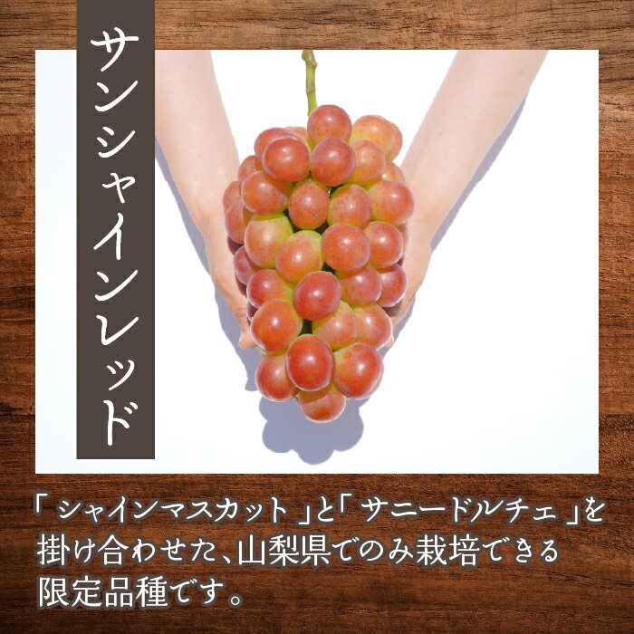 【ふるさと納税】＜25年発送＞【2026年発送★先行予約】「マルエス農園」サンシャインレッド 2～3房 1.3kg以上 ふるさと納税 笛吹市 国産 人気 期間限定 旬 果物 フルーツ 山梨県 送料無料 216-006 サムネイル3