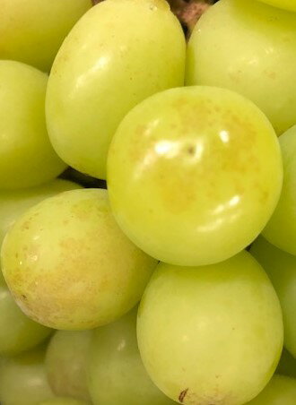 【ふるさと納税】【2026年発送★先行予約】山梨県笛吹市産　わけありシャインマスカット　1kg　2房から3房 ふるさと納税 ぶどう シャインマスカット 笛吹市 国産 人気 訳あり 期間限定 果物 フルーツ 旬 山梨県 送料無料 223-008 - 画像2