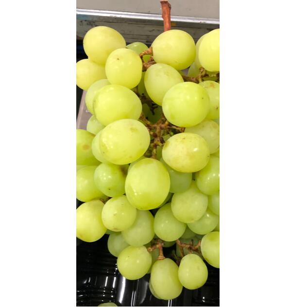 【ふるさと納税】【2026年発送★先行予約】山梨県笛吹市産　わけありシャインマスカット　1kg　2房から3房 ふるさと納税 ぶどう シャインマスカット 笛吹市 国産 人気 訳あり 期間限定 果物 フルーツ 旬 山梨県 送料無料 223-008 - 画像3