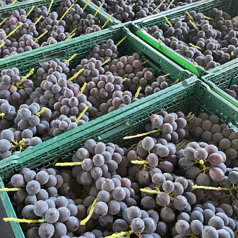 【ふるさと納税】＜25年発送＞【2026年発送★先行予約】シャインマスカット&黒系ぶどう 各1房(2房合計1kg程度) ふるさと納税 ぶどう シャインマスカット 笛吹市 国産 人気 期間限定 果物 フルーツ 旬 山梨県 送料無料 229-003 サムネイル3