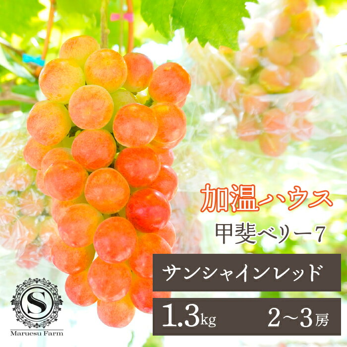 ＜25年発送＞【2026年発送★先行予約】「マルエス農園」加温ハウス サンシャインレッド 2～3房 1.3kg以上 ふるさと納税 人気 おすすめ ランキング 甲斐ベリー7 サンシャインレッド ぶどう ブドウ 葡萄 種無し 新品種 山梨県 笛吹市 送料無料 216-005