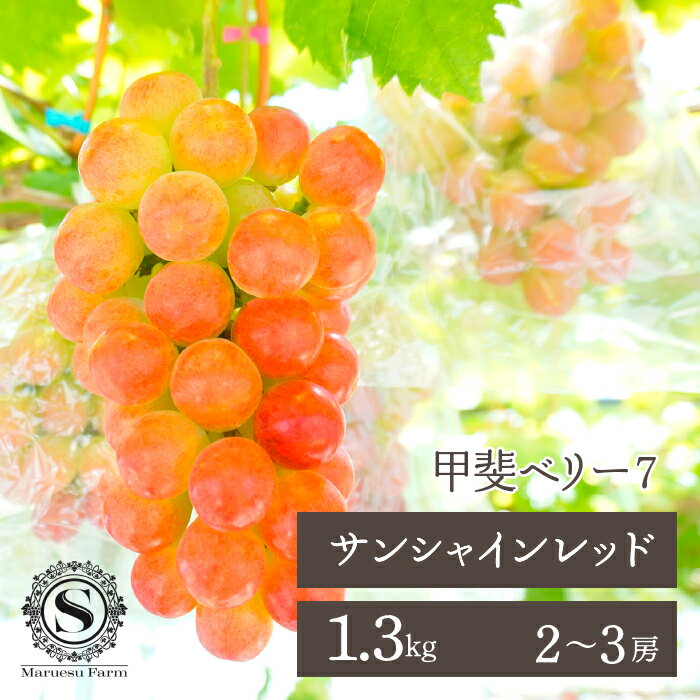 ＜25年発送＞【2026年発送★先行予約】「マルエス農園」サンシャインレッド 2～3房 1.3kg以上 ふるさと納税 笛吹市 国産 人気 期間限定 旬 果物 フルーツ 山梨県 送料無料 216-006