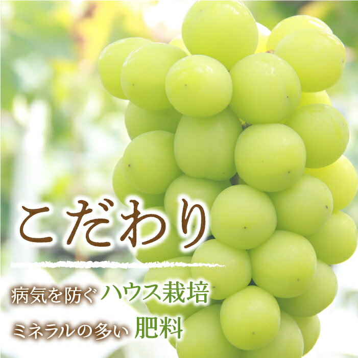 【ふるさと納税】【2026年発送★先行予約】笛吹市産　 厳選! シャインマスカット 2～3房 約1.0kg 205-004 ふるさと納税 シャインマスカット 笛吹市 国産 人気 期間限定 ぶどう ブドウ 葡萄 旬 果物 フルーツ 山梨県 送料無料 先行予約 - 画像3