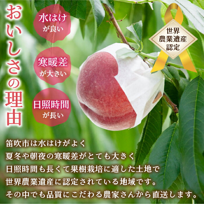 【ふるさと納税】【2026年発送★先行予約】笛吹市産　厳選!農家直送「フルーツ定期便2回便」桃 約2キロ(4～7玉)6月～8月 シャインマスカット約1.0キロ(2～3房) 9月～10月 205-006 - 画像3