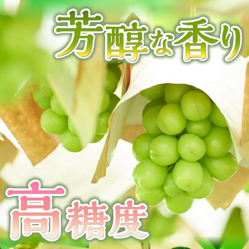 【ふるさと納税】 【2026年先行予約】 シャインマスカット 山梨県産 1kg～2kg 数量限定 ぶどう ブドウ 葡萄 フルーツ 果物 くだもの マスカット 化学肥料不使用 除草剤不使用 大粒 大人気 芳醇 農園直送 ギフト プレゼント お取り寄せ 贈り物 贈答 送料無料 上野原市 サムネイル2