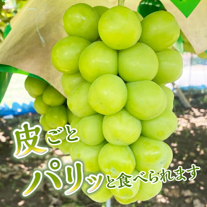 【ふるさと納税】 【2026年先行予約】 シャインマスカット 山梨県産 1kg～2kg 数量限定 ぶどう ブドウ 葡萄 フルーツ 果物 くだもの マスカット 化学肥料不使用 除草剤不使用 大粒 大人気 芳醇 農園直送 ギフト プレゼント お取り寄せ 贈り物 贈答 送料無料 上野原市 サムネイル3