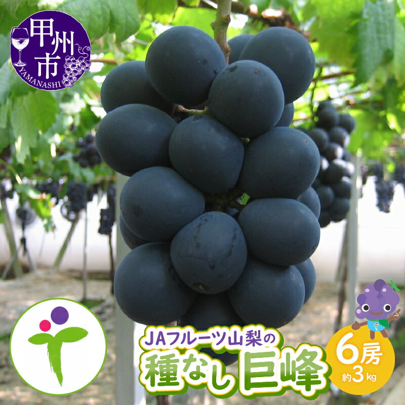 巨峰 種なし 2026年 先行予約 6房 約3kg 選べる 発送年 2025年 果物 くだもの フルーツ 葡萄 ぶどう ブドウ 甘い 大きい 人気 JAフルーツ山梨 甲州市 美味しい 新鮮 8月～9月 発送 山梨県 甲州市 【C-107】