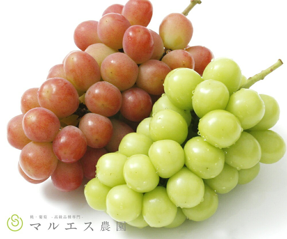 サンシャインレッド シャインマスカット 2026年 先行予約 1.2kg以上 8月 9月 10月 発送 各1房 山梨県限定 希少 新鮮 産地直送 フルーツ ぶどう 葡萄 くだもの 皮ごと 種なし クール便 冷蔵 甲州市 【C1-162】 （MS）