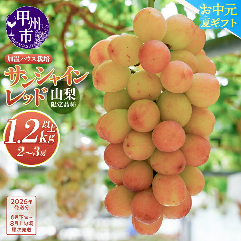 サンシャインレッド 2026年 先行予約 1.2kg以上 6月 7月 8月 発送 2〜3房 山梨県限定 希少 新鮮 産地直送 フルーツ ぶどう 葡萄 くだもの 皮ごと 種なし クール便 冷蔵 ギフト お中元 甲州市 【F-111】 （MS）