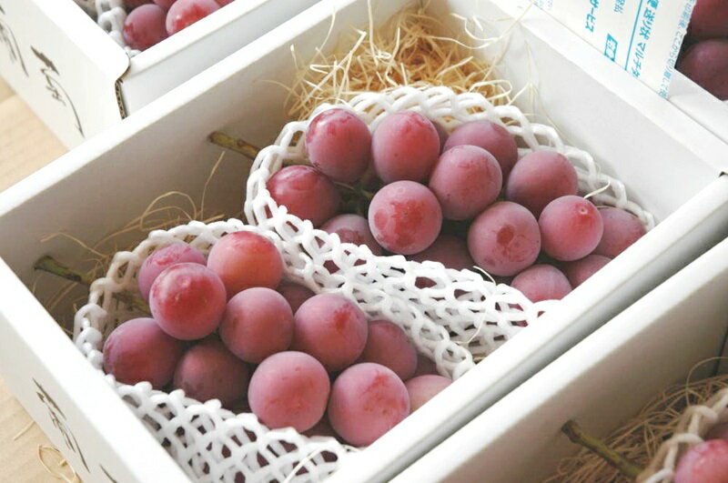 【ふるさと納税】 クイーンニーナ 2026年 先行予約 約900g 2〜3房 果物 フルーツ 葡萄 ぶどう 冷蔵 くだもの 赤系 赤ぶどう 8月 9月 発送 種無し 大粒 ブドウ 朝採り 直送 特濃 人気 採れたて 期間限定 数量限定 クール 贈答 ギフト 家庭用 山梨県 甲州市 （AF） 【B18-412】 - 画像3