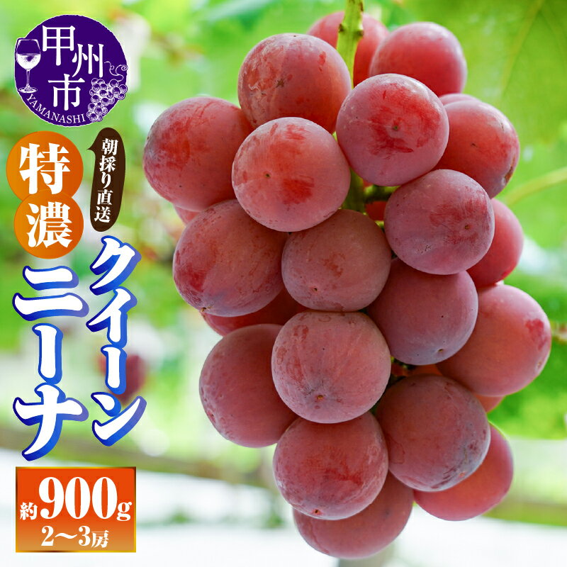 クイーンニーナ 2026年 先行予約 約900g 2〜3房 果物 フルーツ 葡萄 ぶどう 冷蔵 くだもの 赤系 赤ぶどう 8月 9月 発送 種無し 大粒 ブドウ 朝採り 直送 特濃 人気 採れたて 期間限定 数量限定 クール 贈答 ギフト 家庭用 山梨県 甲州市 （AF） 【B18-412】