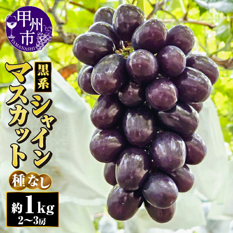 黒系 シャインマスカット 約1kg 2〜3房 果物 フルーツ ぶどう 葡萄 黒色系 マスカットノワール 富士の輝 種無し 朝採れ 産地直送 希少 新品種 期間限定 数量限定 本場 農家直送 冷蔵 クール 贈答 ギフト 山梨県 甲州市 2026年 先行予約 （AF） 【B18-413】