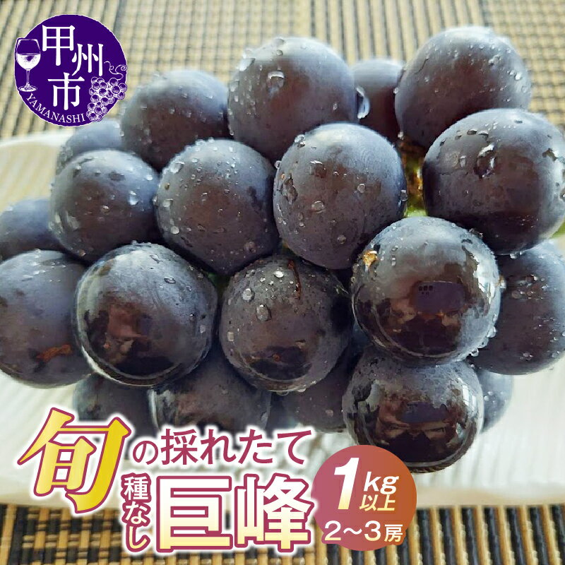 巨峰 種無し 2026年 先行予約 1.0kg以上 2～3房 選べる 発送年 黒系 葡萄 ぶどう 甘い 大きい 果実 フルーツ 人気 黒ブドウ 果物 冷蔵 クール 山梨県 産地直送 甲州市 期間限定 数量限定 贈答 ギフト 家庭用 8月 9月 発送 （HO） 【B12-148】