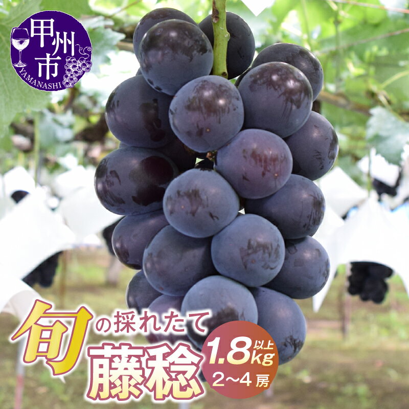 藤稔 ぶどう 2026年 先行予約 1.8kg以上 2房〜4房 冷蔵 種なし 大玉 黒系 葡萄 ブドウ 8月 9月 発送 産地直送 クール便 ぶどうの王様 果物 甘い 大きい フルーツ くだもの 果汁たっぷり 旬 採れたて 人気 贈答 家庭用 山梨県 甲州市 （HO）【B12-147】