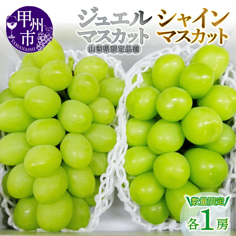 ジュエルマスカット シャインマスカット 2026年 先行予約 選べる 発送年 2房 約1.3kg 食べ比べ セット 2025年 数量限定 果物 8月 9月 発送 山梨 産地直送 フルーツ 葡萄 ぶどう ブドウ 甘い 大きい 果実 人気 甲州 社員マスカット （MG） 【B15-480】