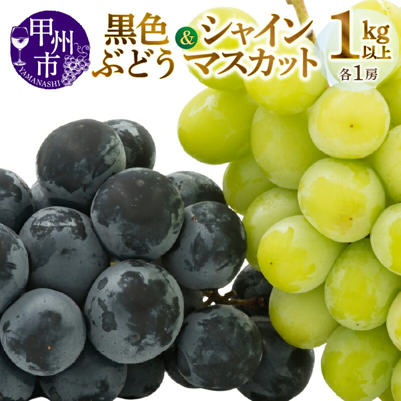 シャインマスカット ぶどう 先行予約 2026年 果物 黒系葡萄 2房 1kg以上 8月下旬より発送 期間限定 旬 フルーツ 葡萄 甘い 大きい 果実 人気 山梨県産 新鮮 贈答用 ギフト 山梨県 甲州市 社員マスカット (MG) 【B-493】