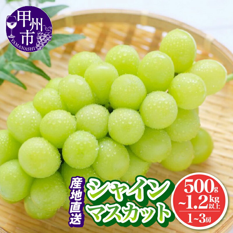 シャインマスカット 2026年 先行予約 1房～3房 選べる 内容量 500g～1.2kg以上 発送 新鮮 厳選 果物 フルーツ ぶどう 葡萄 ブドウ ふるさと納税 ランキング 池田青果 甲州市 山梨県 数量限定 期間限定 社員マスカット （IS）