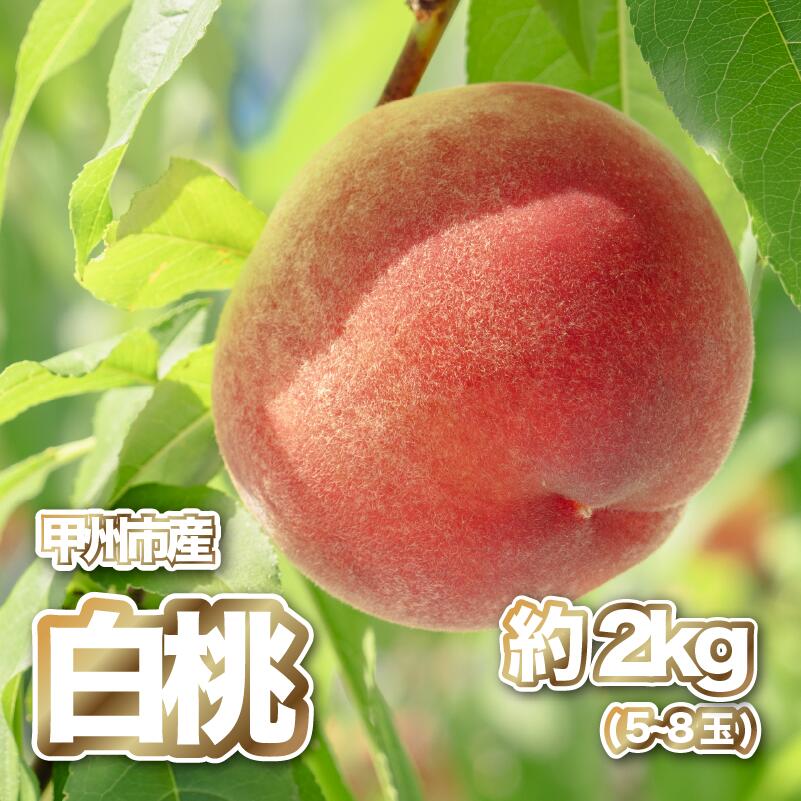 桃 2026年 先行予約 約2kg 5〜8玉 果物 白桃 産直 産地直送 フルーツ もも モモ くだもの 果実 厳選 数量限定 期間限定 旬 7月 8月 発送 ギフト 贈答 家庭用 甲州市 山梨県 （PJ） 【B15-166】