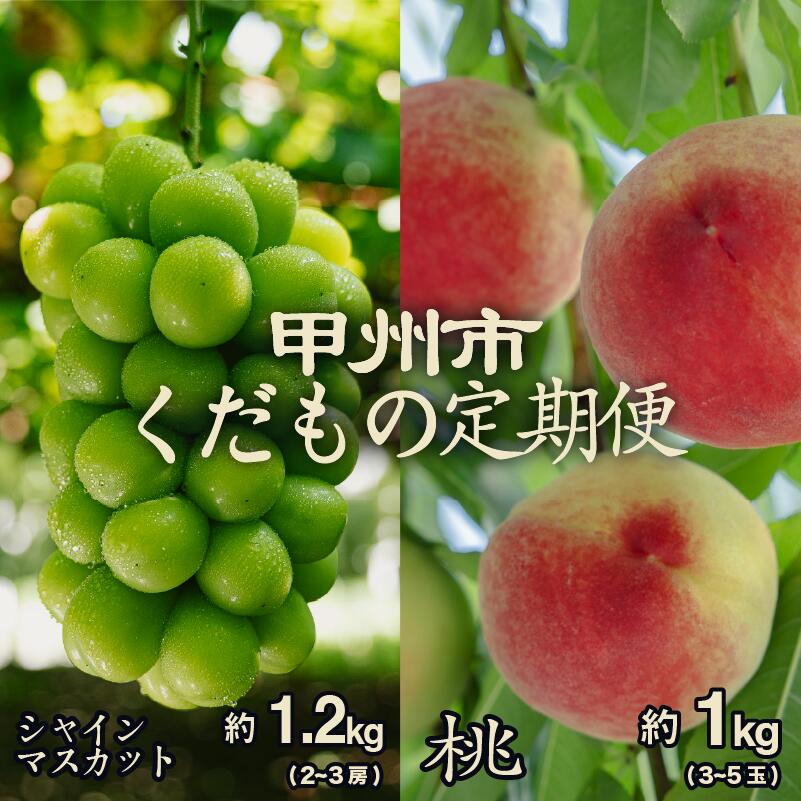 フルーツ 定期便 2026年 先行予約 2回 桃 約1kg 3〜5玉 シャインマスカット 約1.2kg 2〜3房 セット 果物 厳選 葡萄 ぶどう 白桃系 白鳳系 人気 新鮮 旬 産地直送 期間限定 数量限定 7月 8月 9月 10月 山梨 甲州市 社員マスカット （PJ） 【B18-170】