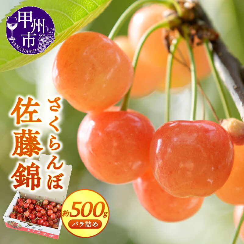 さくらんぼ 佐藤錦 2026年 約500g 化粧箱 バラ詰め 5月 6月 発送 フルーツ 果物 甲州市産 クール 冷蔵 安心 安全 新鮮 宿沢フルーツ農園 ギフト 家庭用 山梨県 甲州市 （SF） 【B12-144】