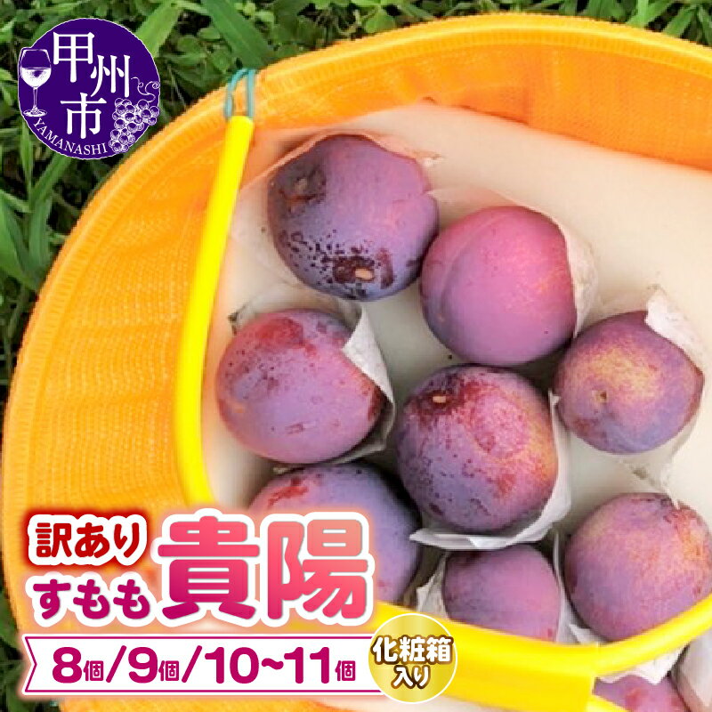 訳あり すもも 貴陽 2026年 先行予約 選べる内容量 約1.1kg〜約1.9kg 8玉〜11玉 7月 8月 発送 山梨県産 フルーツ 果物 完熟 甘い くだもの スモモ 冷蔵 期間限定 数量限定 化粧箱入り 家庭用 不揃い 規格外 傷 山梨県 甲州市 （DOM）