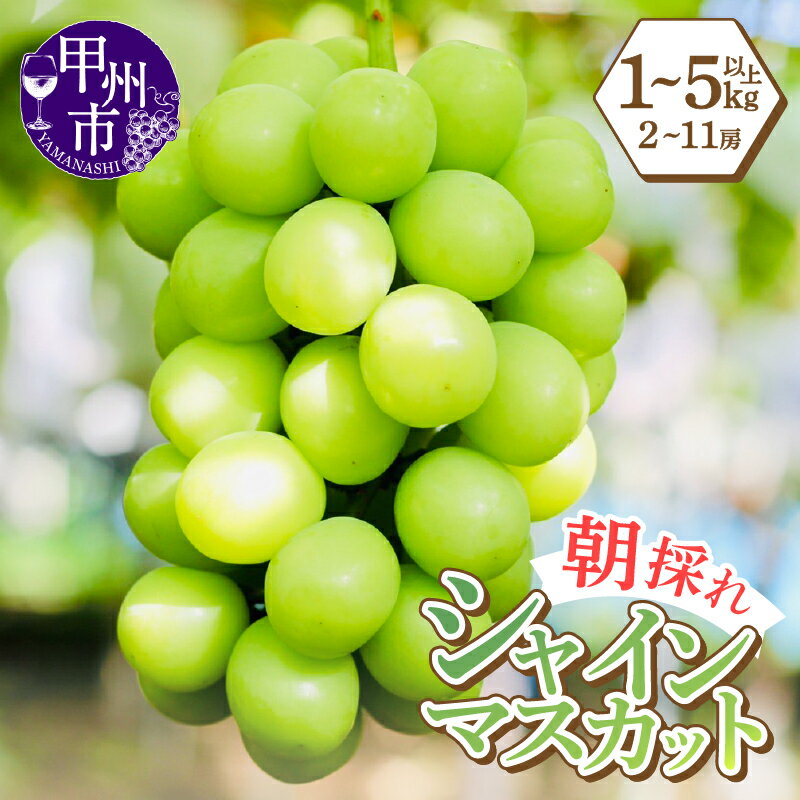 シャインマスカット 2026年 先行予約 8月 9月 10月 1kg 2kg 3kg 5kg 選べる 内容量 2房 ～ 11房 果物 葡萄 ぶどう マスカット 数量限定 期間限定 朝採り フルーツ 果実 産地直送 山梨県 甲州市 社員マスカット （LMS）