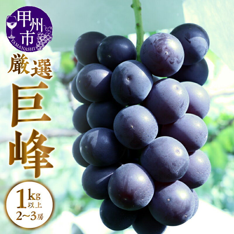 巨峰 ぶどう 2026年 先行予約 選べる 発送年 1kg以上 2～3房 果物 種なし 甲州市産 8月 9月 10月 発送 産地直送 果実 フルーツ 山梨 黒ブドウ 葡萄 期間限定 数量限定 厳選 贈答 ギフト （APX）