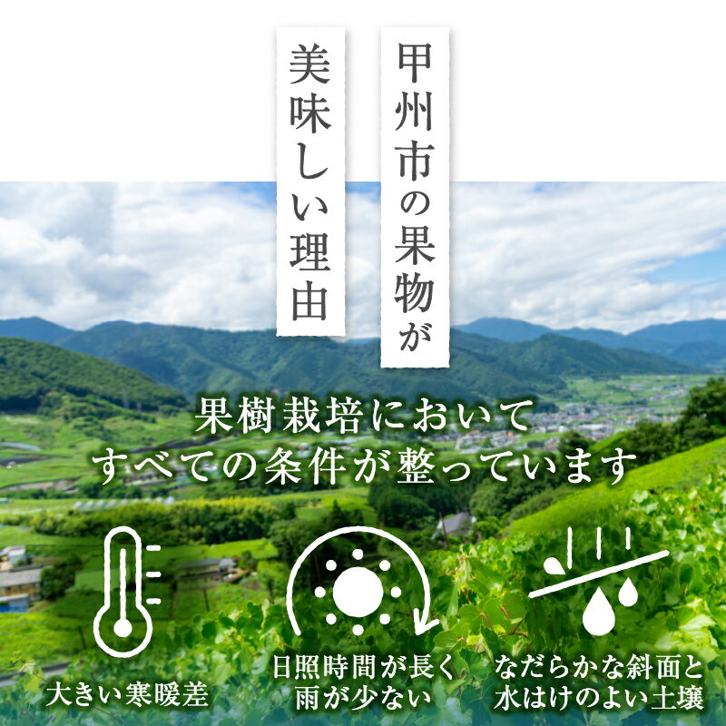 【ふるさと納税】 すもも 太陽プラム 2026年 先行予約 7月 8月 9月 選べる 発送年度 発送 約1.7kg 9～12玉 果物 プラム 期間限定 数量限定 甲州市産 山梨 化粧箱入り ギフト 贈り物 厳選 果実 フルーツ （APX） サムネイル3