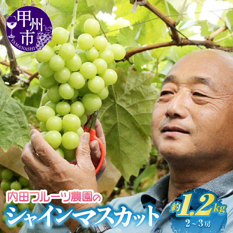 シャインマスカット 2～3房 約1.2kg 2026年 先行予約 ぶどう ブドウ 葡萄 農園直送 内田フルーツ農園 果物 フルーツ 新鮮 人気 おすすめ 旬 期間限定 数量限定 8月 9月 10月 発送 贈答 ギフト 家庭用 山梨県 甲州市 社員マスカット （UF）【B-164】