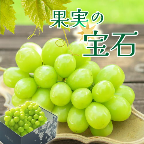 シャインマスカット 2026年 先行予約 2房 約1kg 果物 冷蔵 クール 厳選 産地直送 期間限定 8月 9月 10月 発送 フルーツ くだもの ぶどう 葡萄 ブドウ 新鮮 人気 マスカット 化粧箱入 ギフト 贈答 家庭用 山梨県 甲州市 社員マスカット （VYD） 【B13-885】