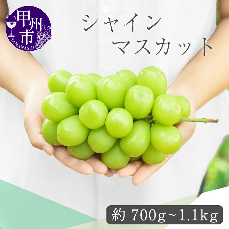 シャインマスカット 2026年 先行予約 選べる 内容量 1房 700g以上 2房〜3房 約1.1kg 果物 新鮮 産地直送 数量限定 期間限定 フルーツ 葡萄 ぶどう 旬 くだもの 化粧箱入 贈答用 ギフト 冷蔵 8月 9月 10月 発送 山梨 甲州市 社員マスカット 10000（VYD）