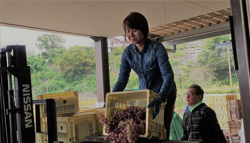 【ふるさと納税】 ワイン 白ワイン 甲州ワイン 辛口 アヤマセラシオンペリキューレトロワジョー 1本 モノポールワイン 日本 自家栽培 母の日 父の日 記念日 ギフト 山梨県 甲州市 (MRF) 【B19-830】 サムネイル3