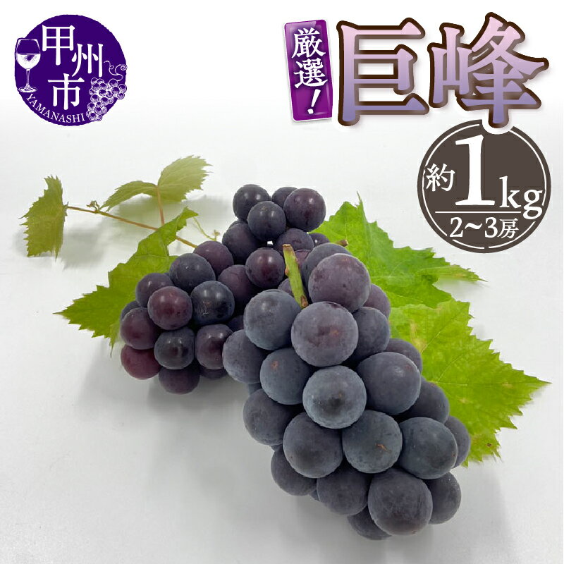 巨峰 2026年 先行予約 8月 9月 10月 発送 約1kg 2〜3房 果物 ぶどう 種なし 甲州市産 山梨 厳選 産地直送 フルーツ 果実 数量限定 期間限定 贈答 ギフト 家庭用 （THR） 【B-804】