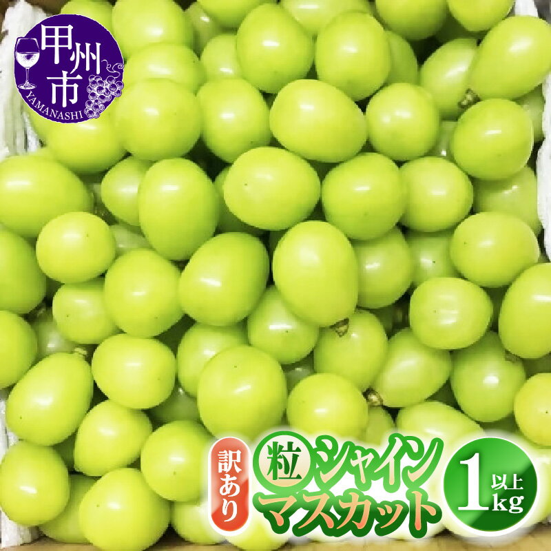 訳あり シャインマスカット 粒 1.0kg以上 果物 期間限定 8月 9月 10月 発送 2025年発送 マスカット ぶどう 葡萄 ブドウ 甘い フルーツ 果実 くだもの 数量限定 人気 フードロス 家庭用 山梨県 甲州市 社員マスカット （YKI） 【A07-991】
