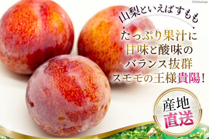 【ふるさと納税】貴陽 (大玉) [株式会社えべし 山梨県 中央市 21470728] 果物 くだもの スモモ すもも プラム 李 もも 山梨県産 期間限定 季節限定 冷蔵 【2026年7月上旬～8月上旬発送予定】 サムネイル2