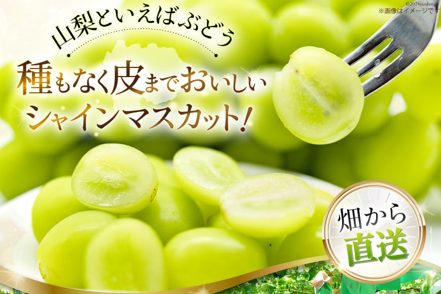 【ふるさと納税】【先行受付】【6回 定期便】 フルーツ王国 山梨県産 6種セット 100000円 10万円 [えべし 山梨県 中央市 21470866] フルーツ 果物 くだもの すもも もも 桃 梨 なし ぶどう シャインマスカット キウイ 【2026年6月中旬-2027年1月下旬発送予定】 サムネイル2
