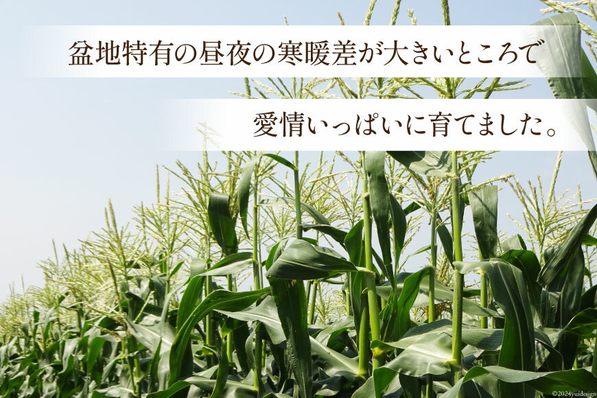 【ふるさと納税】【期間限定発送】 野菜 とうもろこし ( ゴールドラッシュ ) 12本入 約5kg [笛吹農業協同組合 山梨県 中央市] やさい トウモロコシ コーン 甘い スイートコーン 季節限定 期間限定 【2026年6月上旬～7月上旬発送予定】 - 画像3