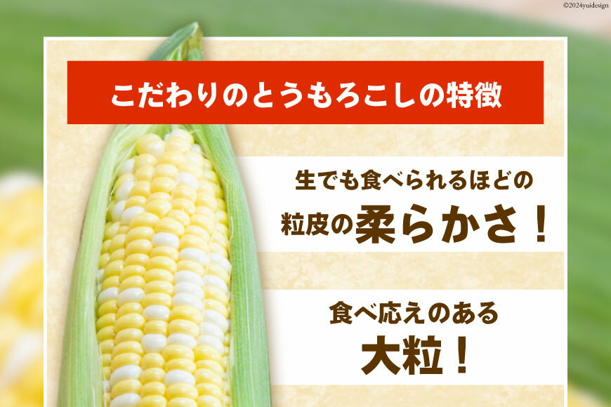 【ふるさと納税】『魅惑のとうもろこし』 ドルチェドリーム × 12本 約4kg [メディアブレインアグリエール 山梨県 中央市 21470903] スイートコーン コーン 甘い 朝採り 大粒 新鮮 【2026年6月上旬～7月上旬発送予定】 - 画像2