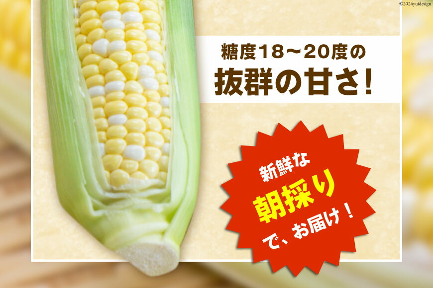 【ふるさと納税】『魅惑のとうもろこし』 ドルチェドリーム × 12本 約4kg [メディアブレインアグリエール 山梨県 中央市 21470903] スイートコーン コーン 甘い 朝採り 大粒 新鮮 【2026年6月上旬～7月上旬発送予定】 - 画像3