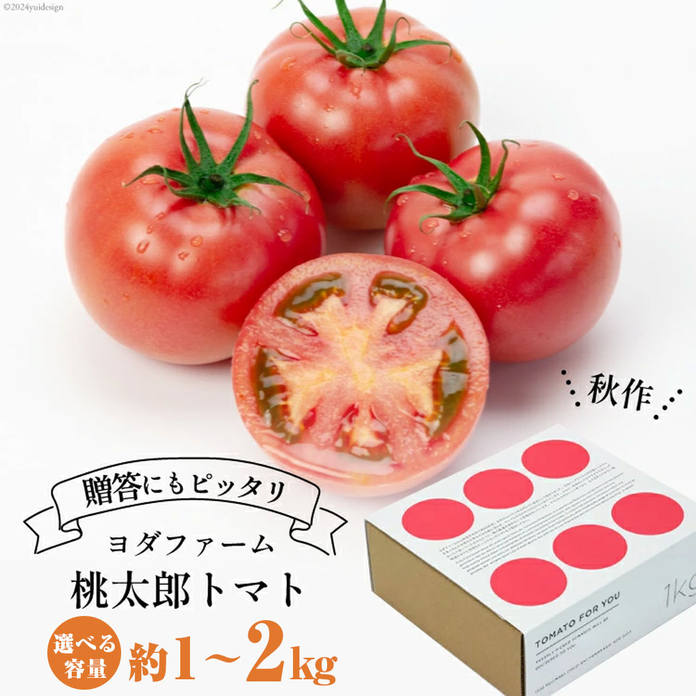 【秋作】トマト 桃太郎 ＜選べる内容量＞ 約1kg ／ 約2kg とまと tomato 野菜 やさい 1キロ 2キロ 季節限定 期間限定 産地直送 山梨県産 【2026年10月下旬～12月下旬発送予定】