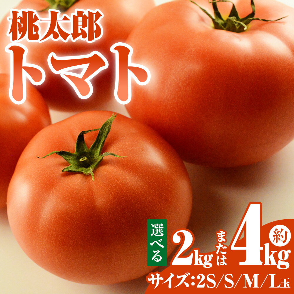 【ふるさと納税】＜選べるサイズ・内容量＞桃太郎トマト 2S玉 / S玉 / M玉 / L玉 約2kg / 約4kg トマト とまと 野菜 やさい 甘味 酸味 旨味 山梨県産 国産 山梨県 中央市 送料無料 【2026年5月上旬～6月下旬発送予定】 - 画像2