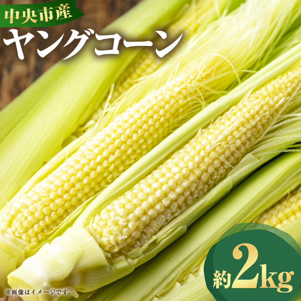 中央市産 ヤングコーン 約2kg とうもろこし トウモロコシ 野菜 やさい サラダ 冷蔵 山梨県産 国産 山梨県 中央市 送料無料 【2026年5月下旬発送予定】