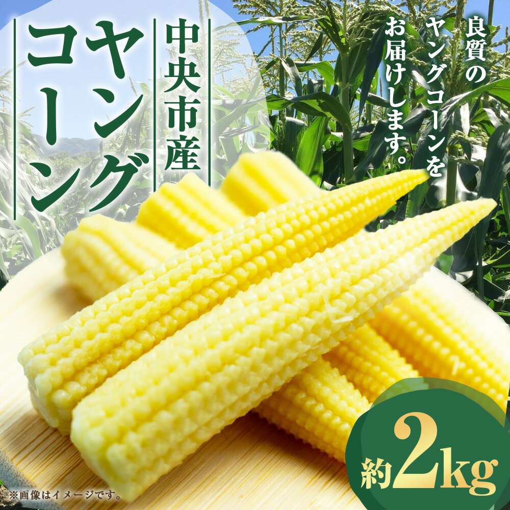 【ふるさと納税】中央市産 ヤングコーン 約2kg とうもろこし トウモロコシ 野菜 やさい サラダ 冷蔵 山梨県産 国産 山梨県 中央市 送料無料 【2026年5月下旬発送予定】 - 画像2