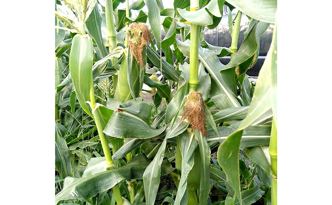 【ふるさと納税】スイートコーン (ゴールドラッシュ) 12本 [株式会社えべし 山梨県 中央市 21470248] とうもろこし トウモロコシ コーン やさい 野菜 旬野菜 旬 季節限定 期間限定 冷蔵 【2026年7月上旬-7月下旬発送予定】 - 画像2