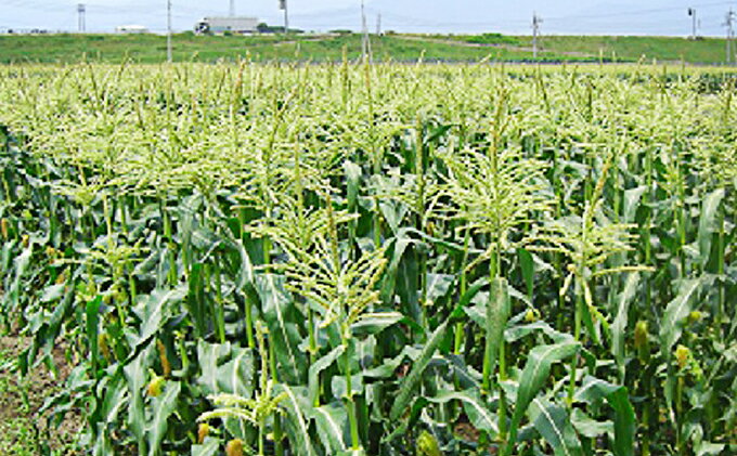 【ふるさと納税】スイートコーン (ゴールドラッシュ) 12本 [株式会社えべし 山梨県 中央市 21470248] とうもろこし トウモロコシ コーン やさい 野菜 旬野菜 旬 季節限定 期間限定 冷蔵 【2026年7月上旬-7月下旬発送予定】 - 画像3